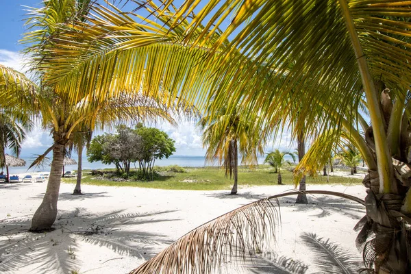 Playa Caribeña Fina Arena Blanca Mar Claro Cocoteros Paraíso Para — Foto de Stock