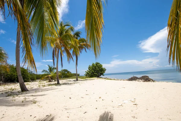 Карибский Пляж Мелким Белым Песком Чистым Морем Кокосовыми Деревьями Парадиз — стоковое фото