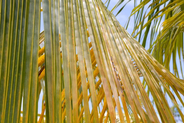 Detail Listů Kokosové Palmy Pozadí Struktura Karibských Palmových Listů Kubě — Stock fotografie