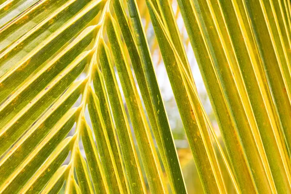 Detail Listů Kokosové Palmy Pozadí Struktura Karibských Palmových Listů Kubě — Stock fotografie