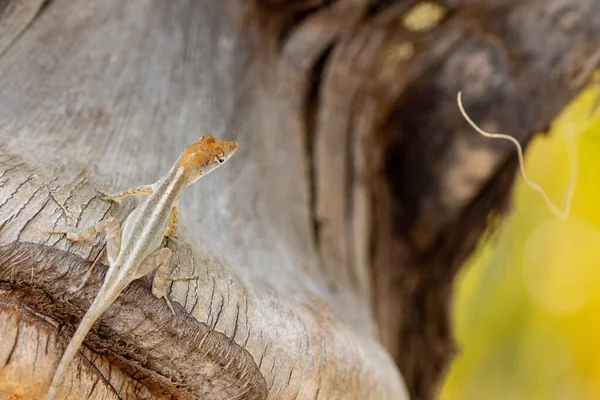 Karibische Eidechse Mit Dunkelbraunem Kopf Auf Einem Palmenstamm Kuba Eidechse — Stockfoto