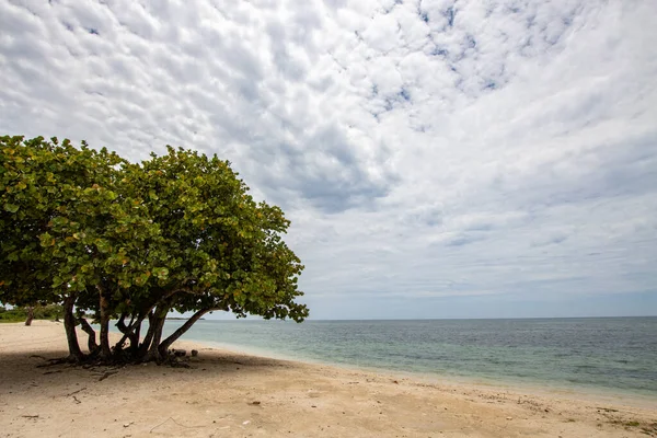 加勒比海海滩上有洁白的沙子 清澈的大海和椰子树 冬季和夏季假日的天堂 库巴的游客的温暖和大海 古巴海滩 有棕榈树和天然野生植被 — 图库照片