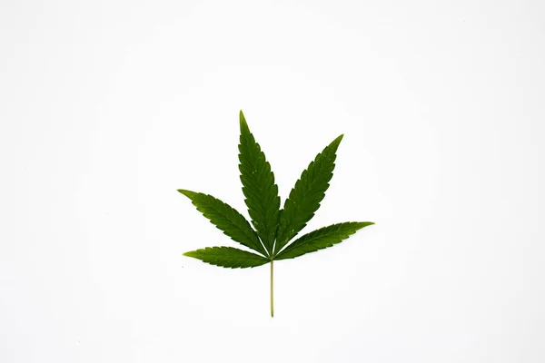 Foglia Cannabis Verde Isolata Fondo Bianco Foglia Canapa Come Simbolo — Foto Stock