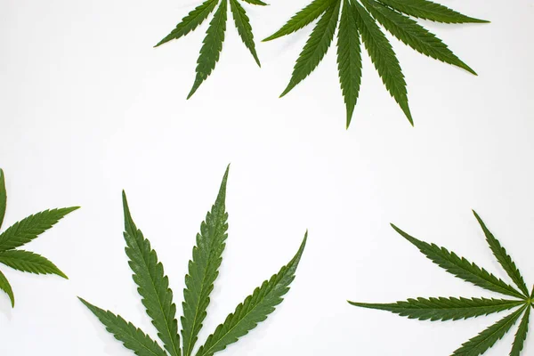 Green Cannabis Leaves White Background Minimal Marijuana Frame Medical Cannabis — Stock Photo, Image