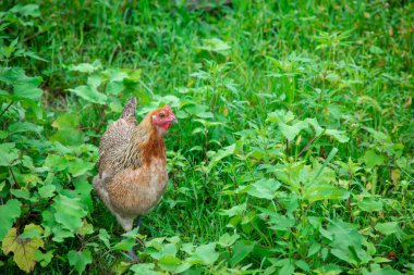 Taijiang County, Qiandongnan, Guizhou, Çin 'deki Miao Köyü Büyüsü.