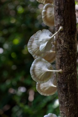 Maolan ve Daxiaoqiukong 'un Libo, Guizhou, Çin' deki manzarası..