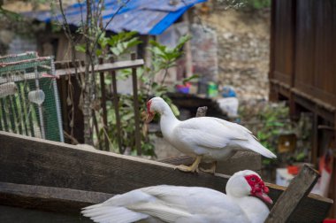 Jiabang Terrace Fields, Jiang County, Guizhou, Çin 'de bir misafir evinin manzarası..