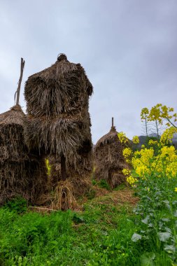 Çin 'in Guizhou eyaletinin Pingtang ilçesinin kırsal manzarası dünyanın en büyük radyo teleskopuna ev sahipliği yapmaktadır..