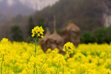 Çin 'in Guizhou eyaletinin Pingtang ilçesinin kırsal manzarası dünyanın en büyük radyo teleskopuna ev sahipliği yapmaktadır..