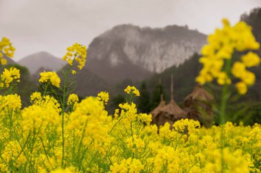 Çin 'in Guizhou eyaletinin Pingtang ilçesinin kırsal manzarası dünyanın en büyük radyo teleskopuna ev sahipliği yapmaktadır..