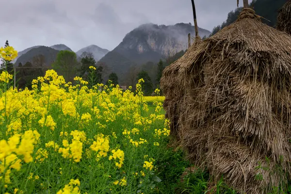 Çin 'in Guizhou eyaletinin Pingtang ilçesinin kırsal manzarası dünyanın en büyük radyo teleskopuna ev sahipliği yapmaktadır..