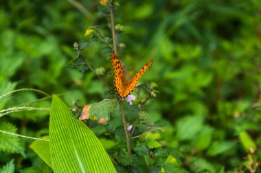 Daxin County, Guangxi, Çin 'in günbatımı manzarası. Tepeleri, ormanları ve tarlaları alacakaranlık parıltısıyla yıkanmış..