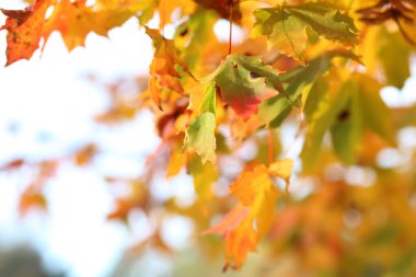 Parlak sonbahar arkaplanı - mavi gökyüzüne karşı renkli akçaağaç yaprakları. Bulanık arkaplan