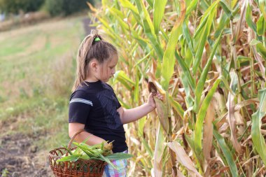 Mısır tarlasından toplanmış mısır kulaklı kız yemek pişirmeye hazır, mesaj atmak için yeri olan fotoğraf.
