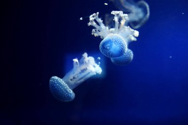 Tropik denizanası Phyllorhiza punctata beyaz benekli denizanası yüzen çan, Avustralya benekli denizanası Monako okyanus akvaryumunda su altında