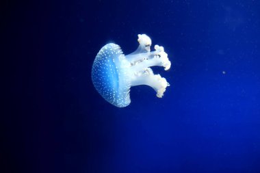 Tropik denizanası Phyllorhiza punctata beyaz benekli denizanası yüzen çan, Avustralya benekli denizanası Monako okyanus akvaryumunda su altında