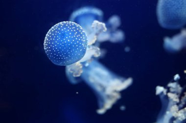 Tropik denizanası Phyllorhiza punctata beyaz benekli denizanası yüzen çan, Avustralya benekli denizanası Monako okyanus akvaryumunda su altında