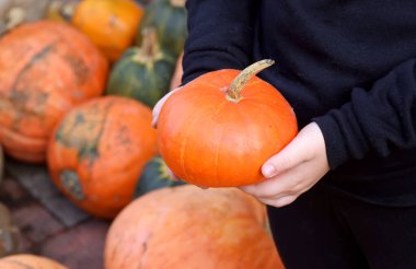 Çocuk elleriyle balkabağı tutarken. Şükran Günü bayramı ve Cadılar Bayramı. Aile, sonbahar tatili için hazırlanıyor. Satılık turuncu kabak çeşitleri.