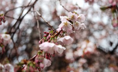 Mukachevo, Ukrayna 'da yağmurdan sonraki huzurlu bir bahar gününde güzel pembe kiraz çiçekleri