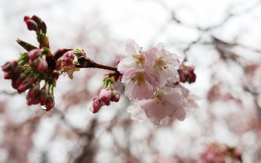Mukachevo, Ukrayna 'da yağmurdan sonraki huzurlu bir bahar gününde güzel pembe kiraz çiçekleri