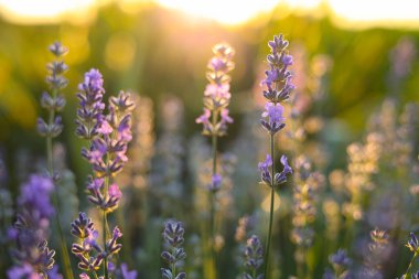 günbatımı güzel lavanta alanında
