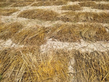 Hasattan sonra düzgünce yerleştirilmiş altın buğday balyalarıyla kırsal alan manzarası. Silindirik saman balyaları açık mavi bir gökyüzünün altında kuru ve kirli zeminde duruyor. Tarımsal kır manzarası çiftlik işini sembolize ediyor