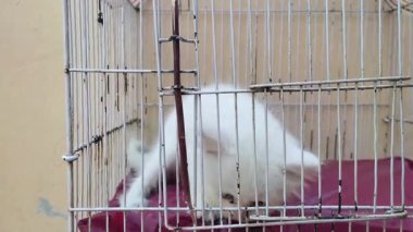 Genç beyaz bir kedinin 4K ultra HD görüntüsü. Mavi gözlü beyaz kedi yavrusu evin bahçesindeki bir kafeste kilitli. Sevimli evcil beyaz kedi cinsi. Evcil hayvan. Yakın çekim video. Güzel manzara görüntüleri