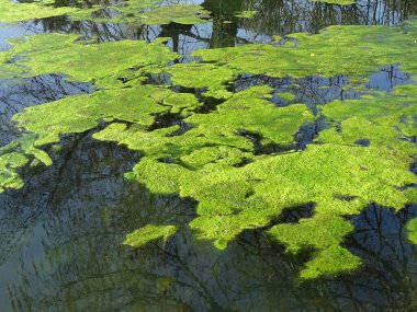 Gölette yüzen yosun yığınları