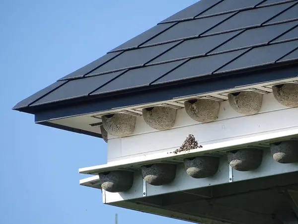 Modern housing facility for swallows, which is well used by the birds. The nests are clearly visible on the roof. This is modern nature conservation!