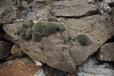Geleneksel kuru taş duvar. Havan ve çimento olmadan inşa edilmiş.