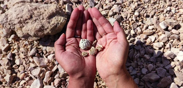 岩のビーチで石を保持手のビューは 背景に小さな石 — ストック写真