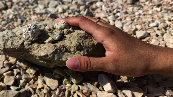 Крупный План Руки Девушки Держащей Камень Скалистом Пляже Маленькие Камни — стоковое фото