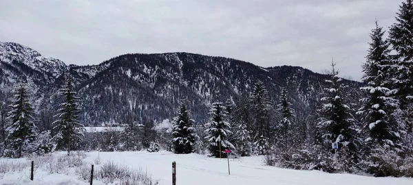 Avusturya Alpleri 'ndeki karla kaplı ağaçların, arka plandaki dağların ve St. Ulrich köyünün manzarası.