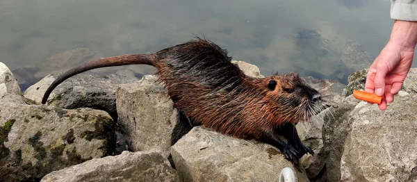 Nehrin kıyısında yiyecek bekleyen, yiyecek bekleyen, havuç tutan ve besinleri besleyen bir erkeğin resmi.