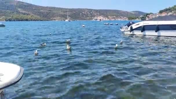 海鸥航行的海景 克罗地亚海的海鸥 背靠船 — 图库视频影像