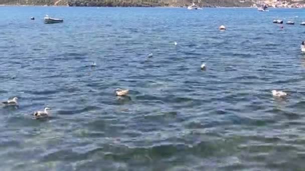 View Sea Which Seagulls Sailing Seagulls Croatian Sea Background Mountain — Stock Video