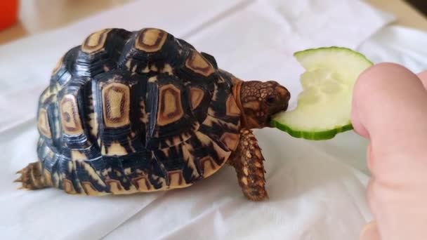 Una Vista Una Tortuga Alimentándose Una Tortuga Comiendo Pepino — Vídeos de Stock
