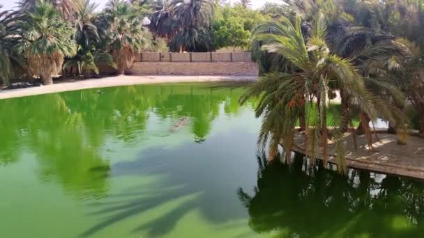クロコダイルは水で泳いでいます ワニ農場チュニジア アフリカ — ストック動画