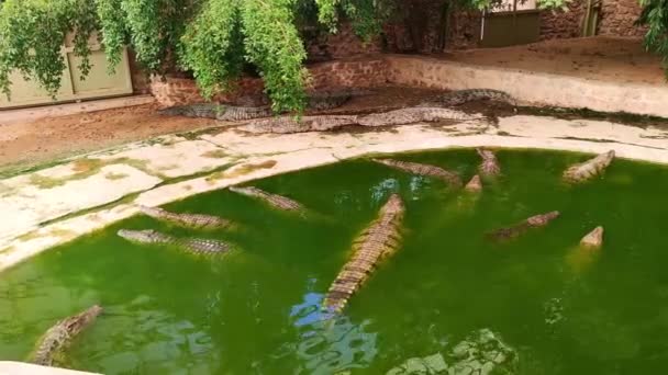 Een Paar Alligators Rusten Het Water Anderen Koesteren Zich Zon — Stockvideo
