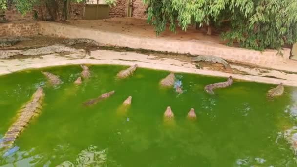 Kilka Aligatorów Odpoczywa Wodzie Inne Wygrzewają Się Słońcu Farma Krokodyli — Wideo stockowe