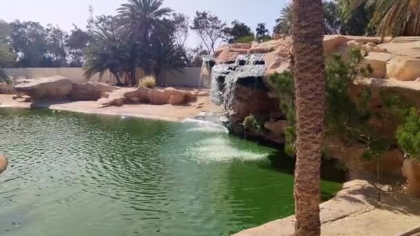 Вид Ферму Крокодила Алігатори Воді Ферма Крокодила Туніська Африка Прекрасний — стокове відео