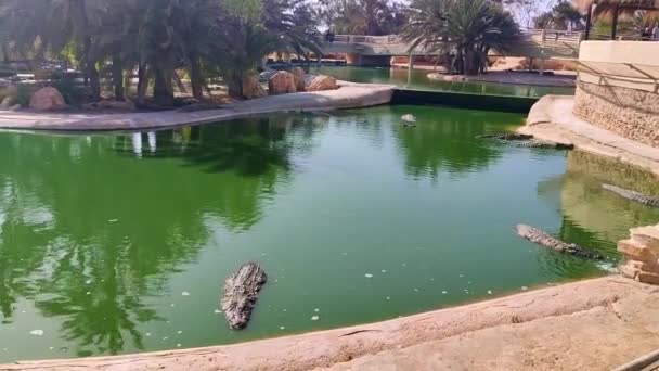 Flera Alligatorer Vilar Vattnet Krokodil Gård Tunisia Afrika Vacker Dag — Stockvideo