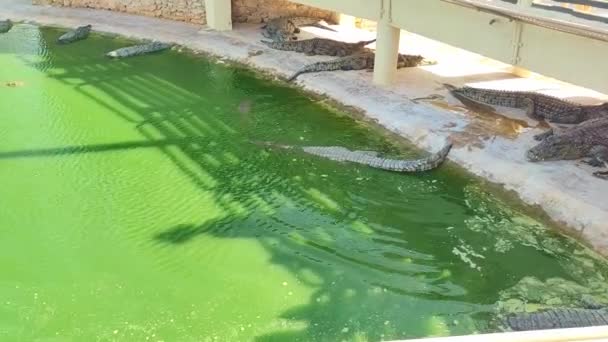 Krokodyl Wodzie Gospodarstwo Krokodyle Tunisia Africa — Wideo stockowe