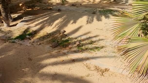 Ein Blick Auf Landschildkröten Auf Einer Farm Tunesien — Stockvideo