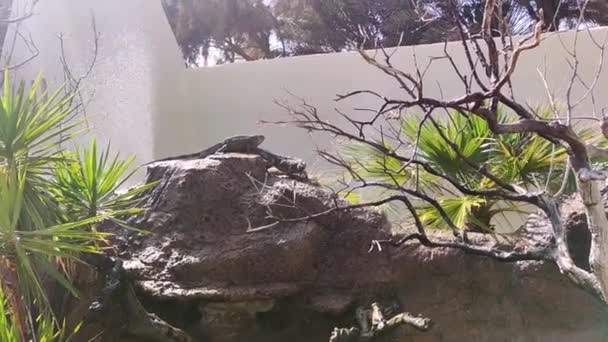 Iguanas在一块大岩石上晒太阳 突尼斯 — 图库视频影像