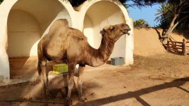 Bir devenin otlakta duruşu, Afrika çölünde güneşli güzel bir gün, deve besleniyor.