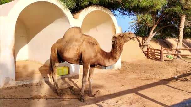 Верблюд Пустельному Пейзажі Красивий Сонячний День Африканській Пустелі — стокове відео