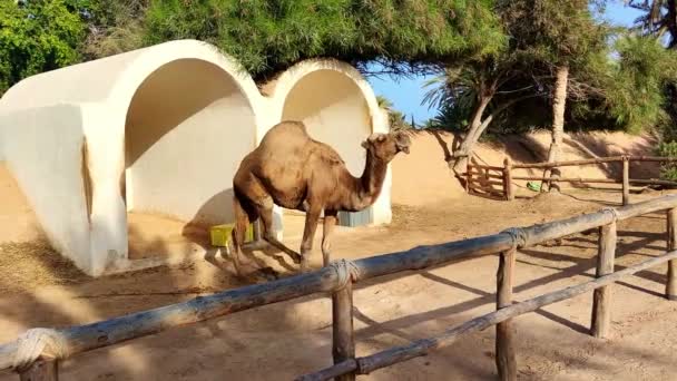 Kamel Står Inhägnaden Vacker Solig Dag Den Afrikanska Öknen — Stockvideo