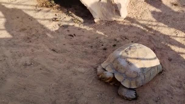 Vista Una Tortuga Terrestre Una Granja Túnez Día Soleado — Vídeos de Stock