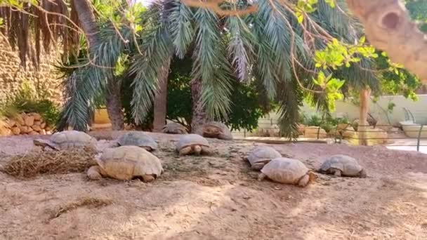 Widok Żółwi Lądowych Karmionych Farmie Tunisie — Wideo stockowe